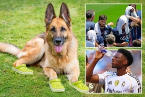 狗穿鞋??太陽報(bào)：由于比賽地高溫，世俱杯的嗅探犬被配備保護(hù)鞋