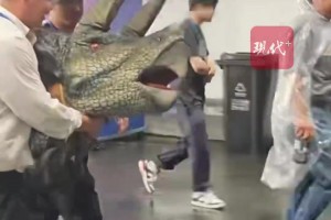 小恐龍被常州氣死了？不存在。三角龍寶寶首次表演“有些緊張”