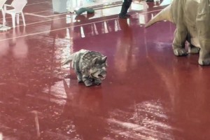 熱情奔放的弗拉門戈球迷展示身材??外國女球迷是真開放呀~