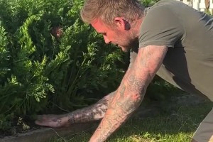 沒想到貝克漢姆種菜也這么出色，種出來的胡蘿卜都分叉了